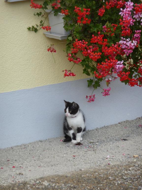 Gastehaus Zum Tulpenbaum Bed & Breakfast Turbenthal Bagian luar foto