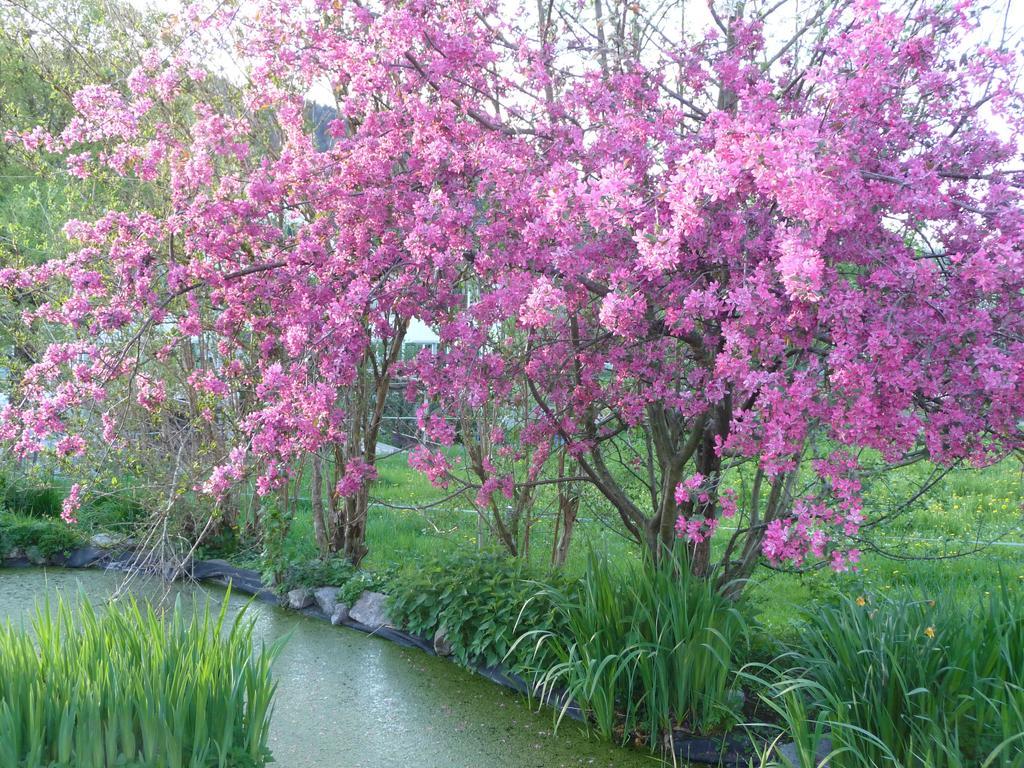 Gastehaus Zum Tulpenbaum Bed & Breakfast Turbenthal Bagian luar foto